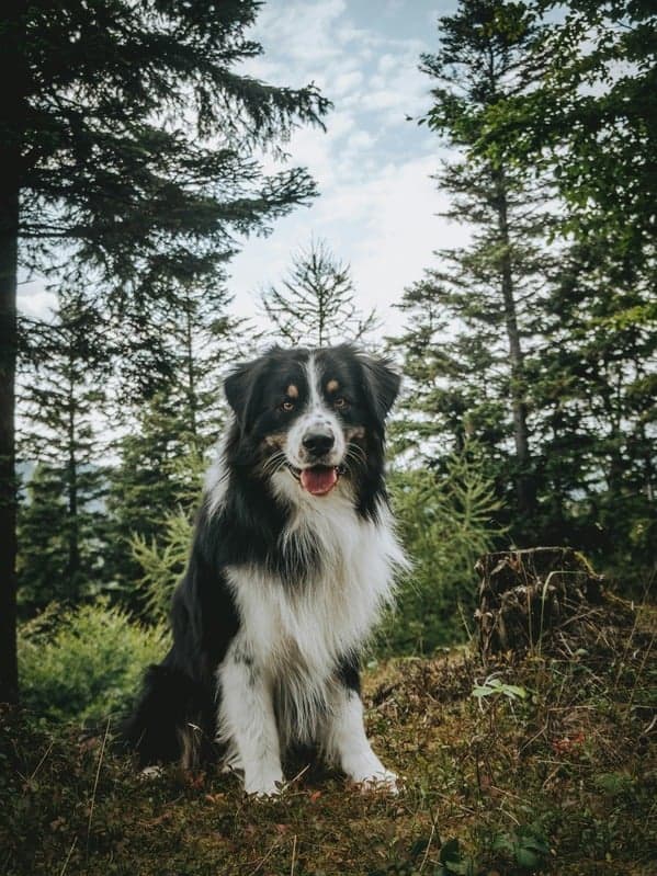 Chien en excursion nature dans la forêt