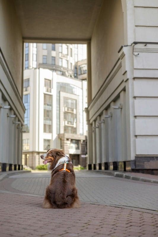 Chien en promenade individuelle dans la nature